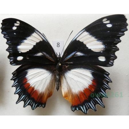 Hypolimnas dexithea Hewitson, 1863 Madagascar 93mm8